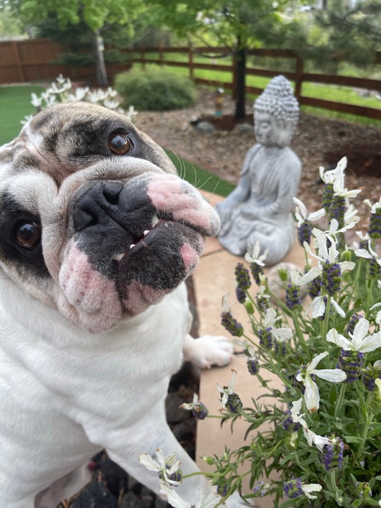 biggie the dog in a garden with buddha statue